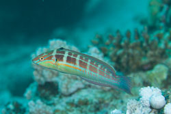 BD-120425-Marsa-Alam-6558-Coris-caudimacula-(Quoy---Gaimard.-1834)-[Spottail-coris].jpg